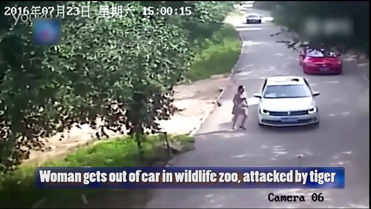 Donna aggredita da una tigre in uno Zoo safari...