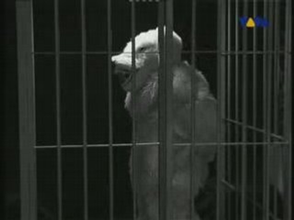 Tymon And Transistors - Biały miś