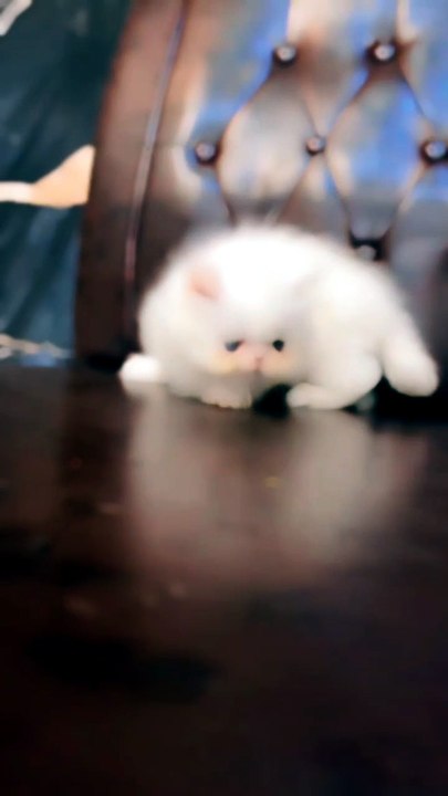 Tiny Kitten's Adorable Adventure 🐱❤️