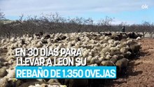 Un pastor trashumante de 60 años recorre a pie 580 km en 30 días para llevar a León su rebaño de 1.350 ovejas