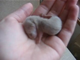 Helios crevette de 11 jours