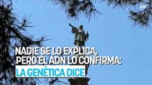 Nadie se lo explica, pero el ADN lo confirma: la genética dice que Cristóbal Colón descendía de nobles gallegos