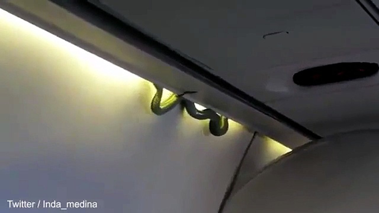 E dopo il decollo spunta un serpente velenoso: panico in aereo Video