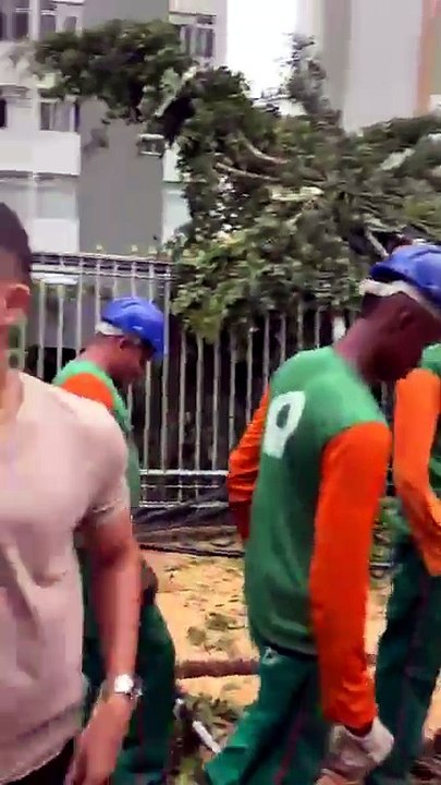Arquiteto fala sobre queda de árvore na Graça
