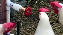 Chickens wondering if they're friends or not  I always love seeing this lol