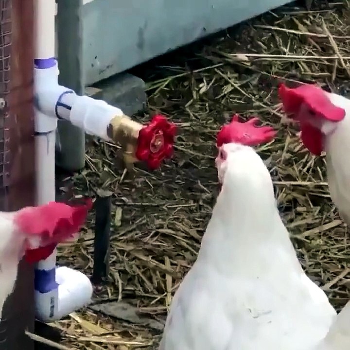 Chickens wondering if they're friends or not  I always love seeing this lol
