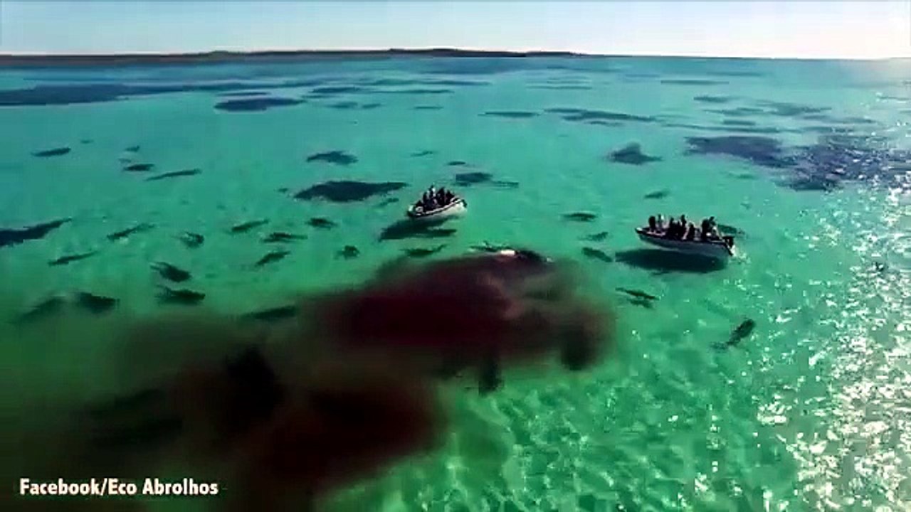 La balena divorata da 70 enormi squali tigre