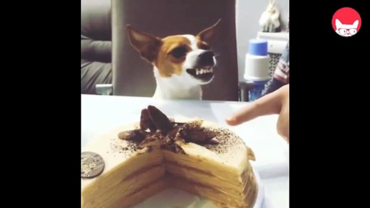 Niente torta? Il cane ringhia al padrone