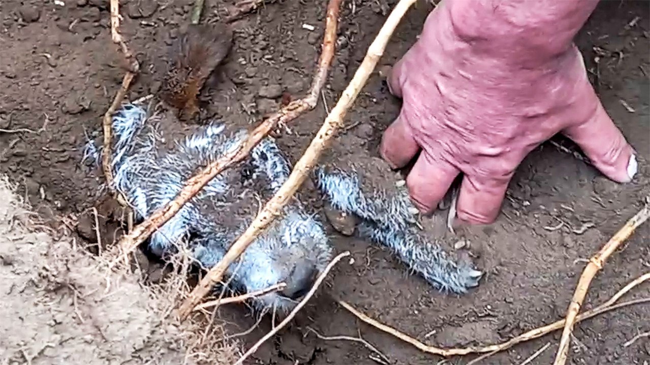 Lost Dog Buried In A Rabbit Hole Finally Goes Home