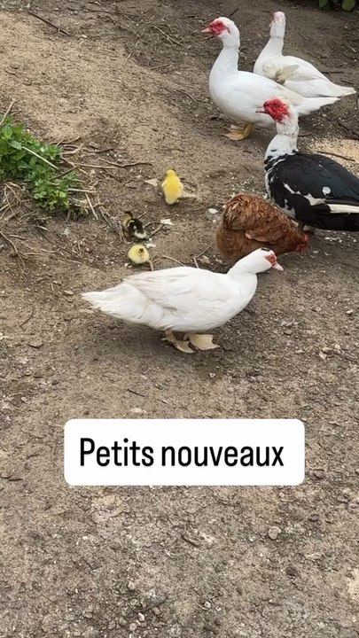 Petits nouveaux