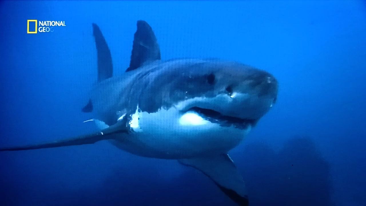 Shark vs Predator