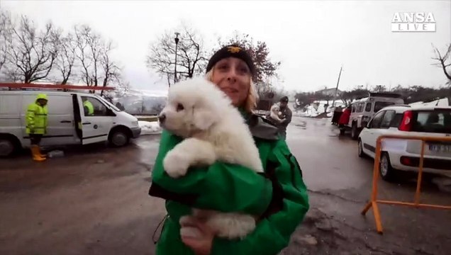 I tre cuccioli salvati dalle macerie dell'hotel Rigopiano