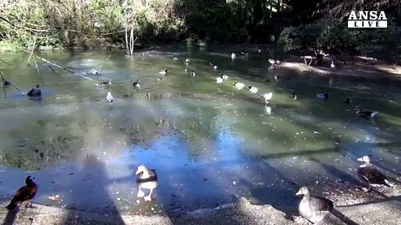 Lo scivolone del gabbiano che 'passeggia' nel lago ghiacciato