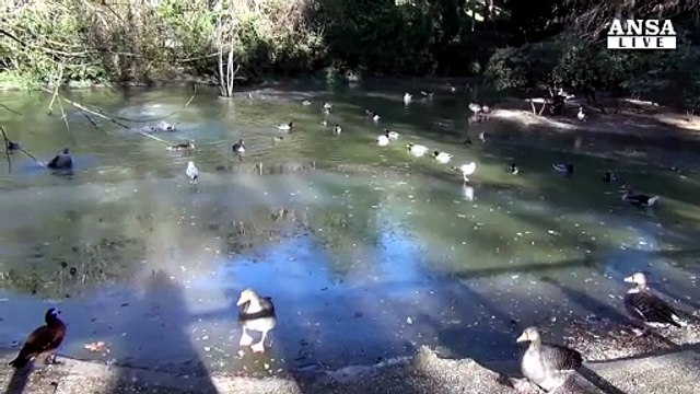 Lo scivolone del gabbiano che 'passeggia' nel lago ghiacciato