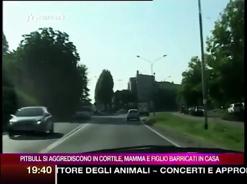 Pitbull si azzannano in cortile, mamma e figlio barricati in casa Video