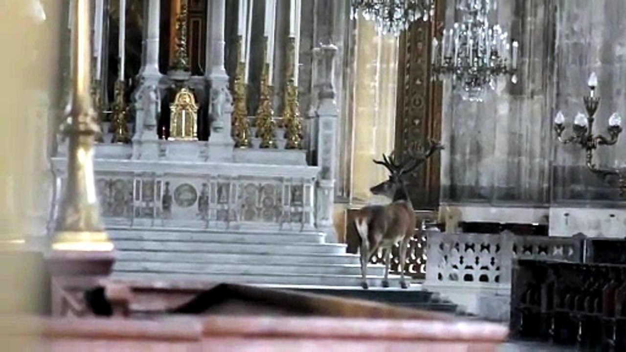 Il cervo curioso entra  in chiesa Video