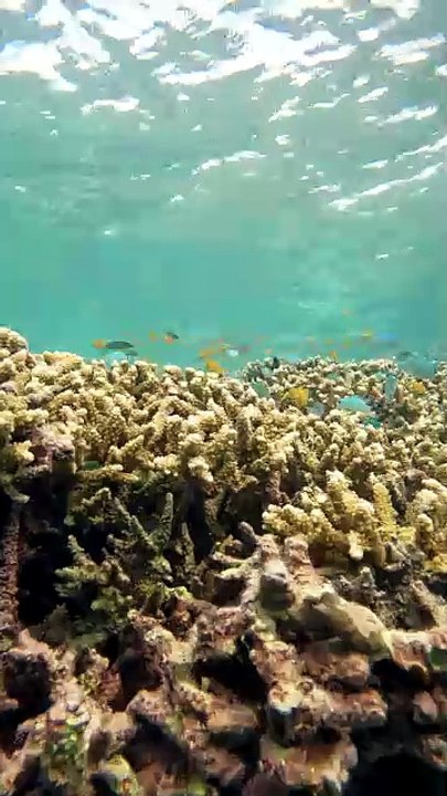 Swimming with Corals