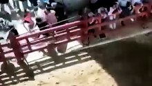 Touro foge de largada e fere três pessoas na Feira de Maio da Azambuja