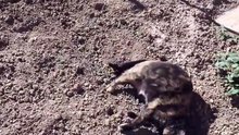 Il gatto e la Primavera