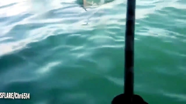 Lo squalo s'infuria e attacca i turisti: terrore in gabbia