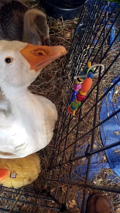 Some critical looks from baby Lemongrab, with acceptability status still to be determined. | #SparklegleamFarm #Lemongrab #Tooey #farm #goose #farmanimals #UNACCEPTABLE #cute