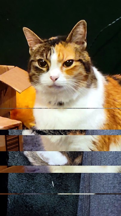 Do you think cats see couches like people see bunk beds? | #SparklegleamFarm #Elsie #Cory #farm #LadyChunkerella #cat #catlife #cute