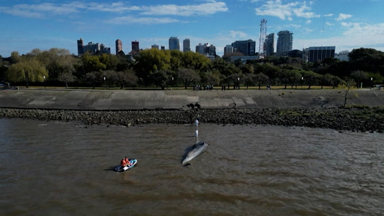 Ballena hallada muerta cerca de Buenos Aires: autoridades argentinas investigan el caso