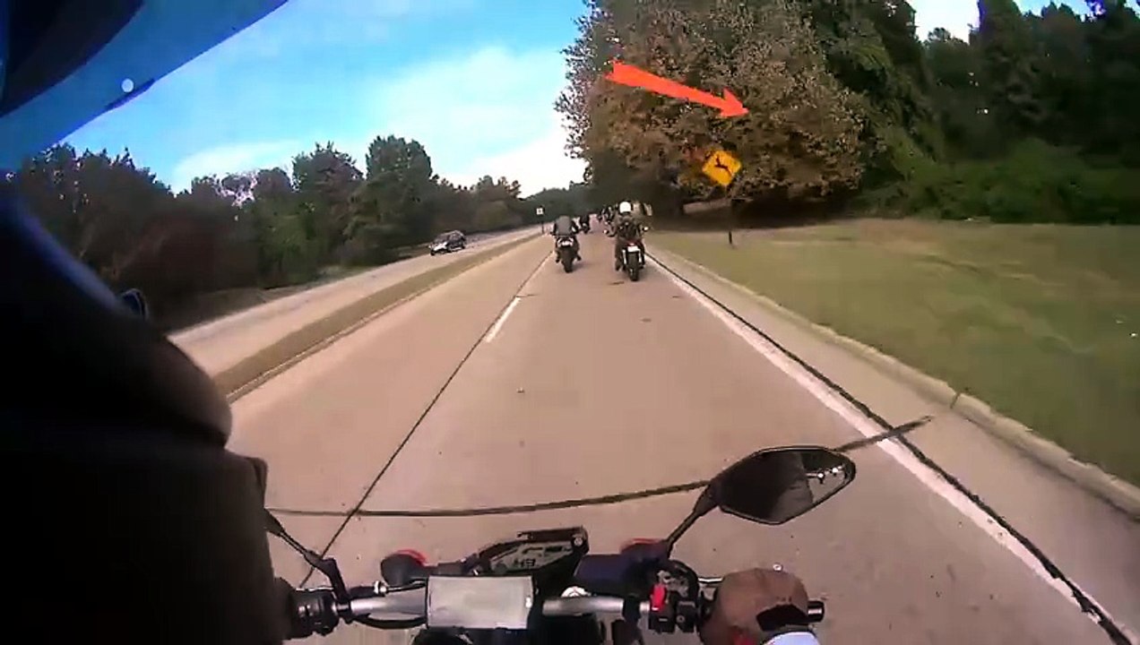 Incidente, il cervo travolge il motociclista: illesi