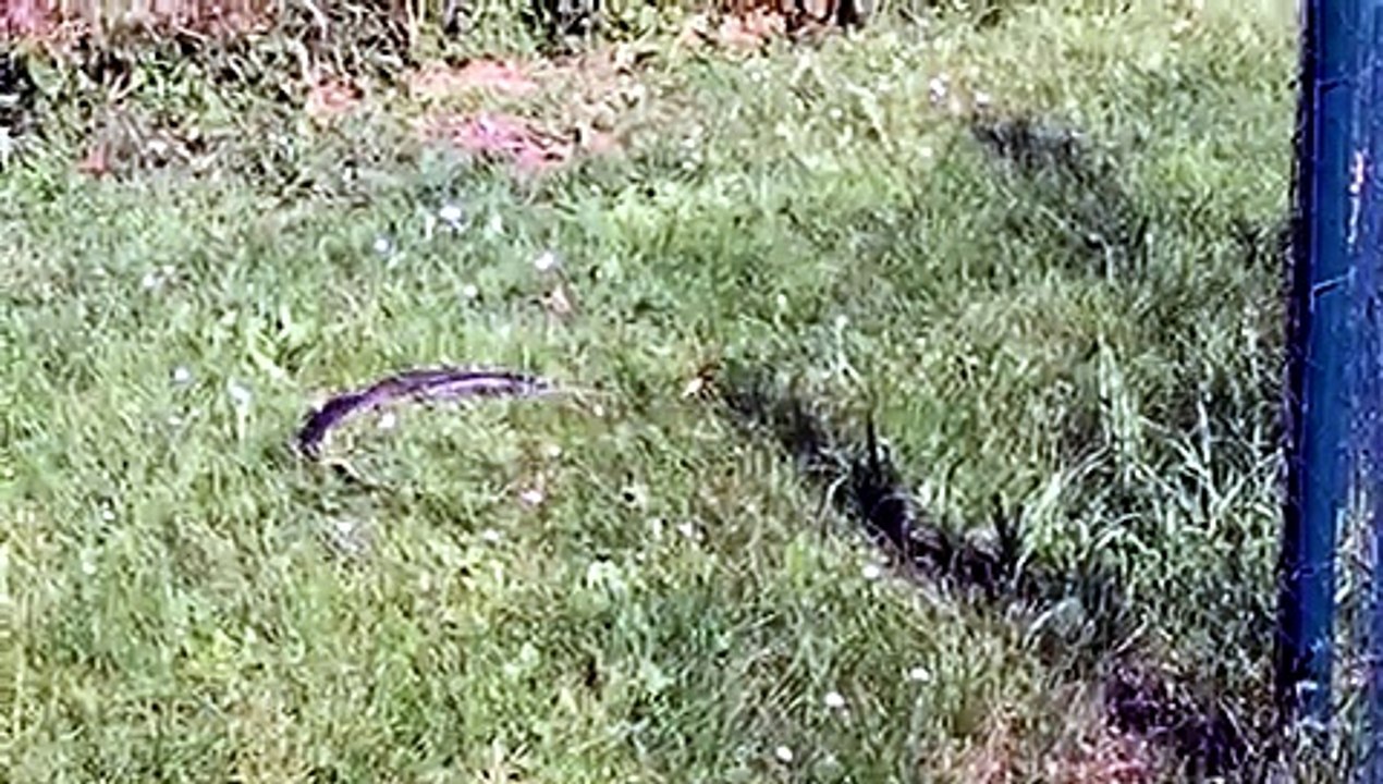La danza dell'amore dei serpenti. In un parco pubblico