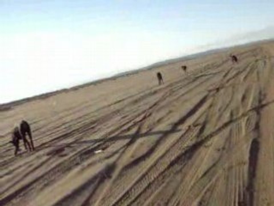 caly sam alter et titi a la mer