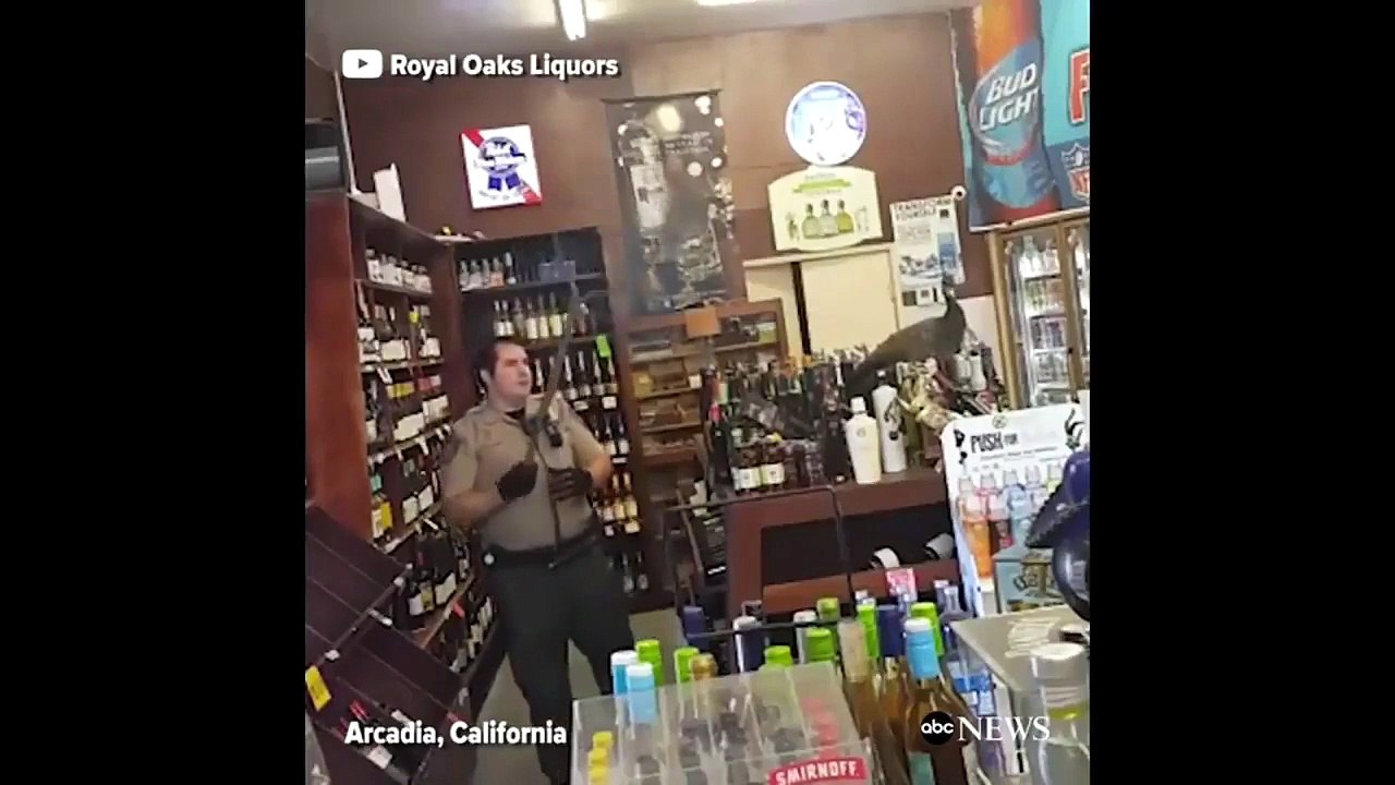 Pavone in un negozio di liquori: recupero... dannoso