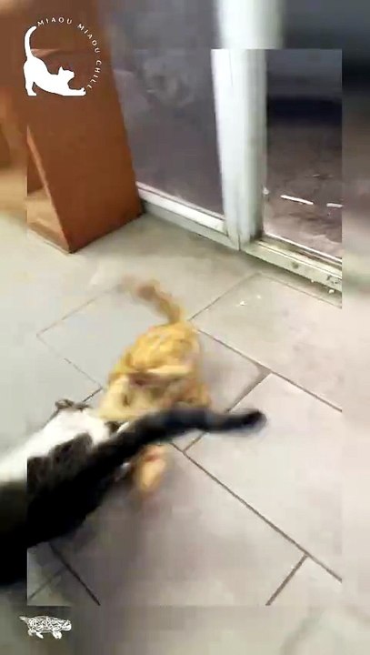 Intense Cat Fight Ends in a Hilarious Staring Contest! 😾