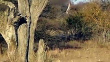 Frustrated Spotted Hyenas Try to Reach Leopard Kill Hidden in Tree on African Safari