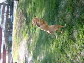 Faith the Dog Walking in Spring 2008