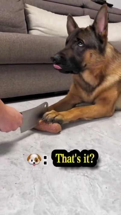 Funny German shepherd dog 🐾🐶😂😂😂😂😂😂😂😂😂😂😂follow me please