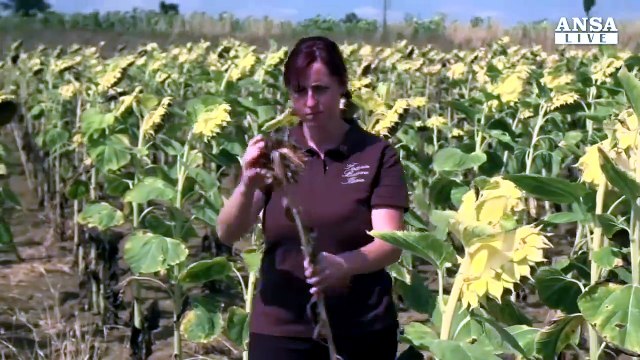 Cala produzione girasole e olio per siccita'