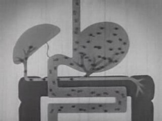 Alcohol and the Human Body: Alcoholism Symptoms from 1949