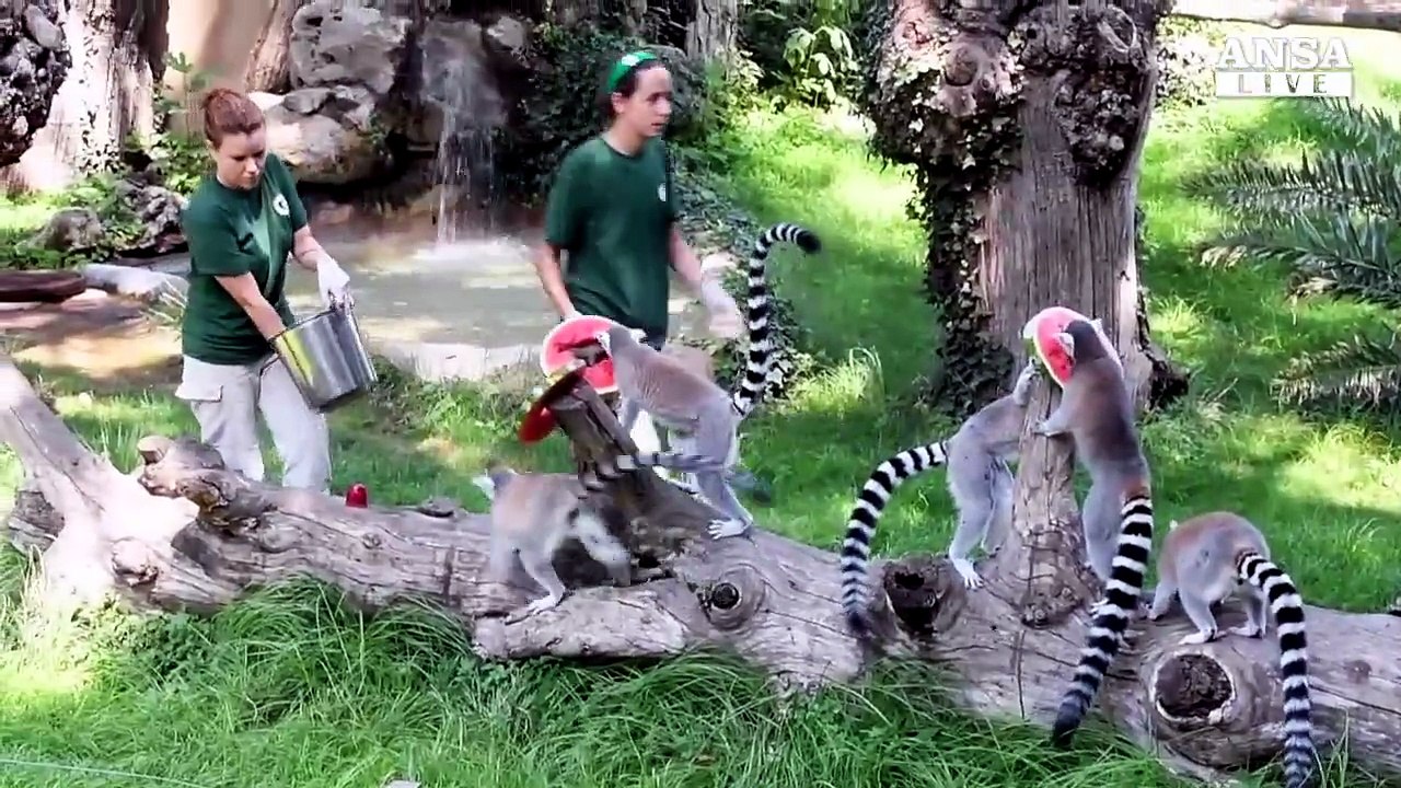 Gelati e angurie per orsi e lemuri accaldati