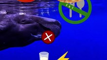 One of the Ocean's Most Amazing Moments