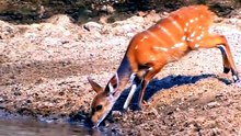 Buck Almost Gets Eaten By A Crocodile