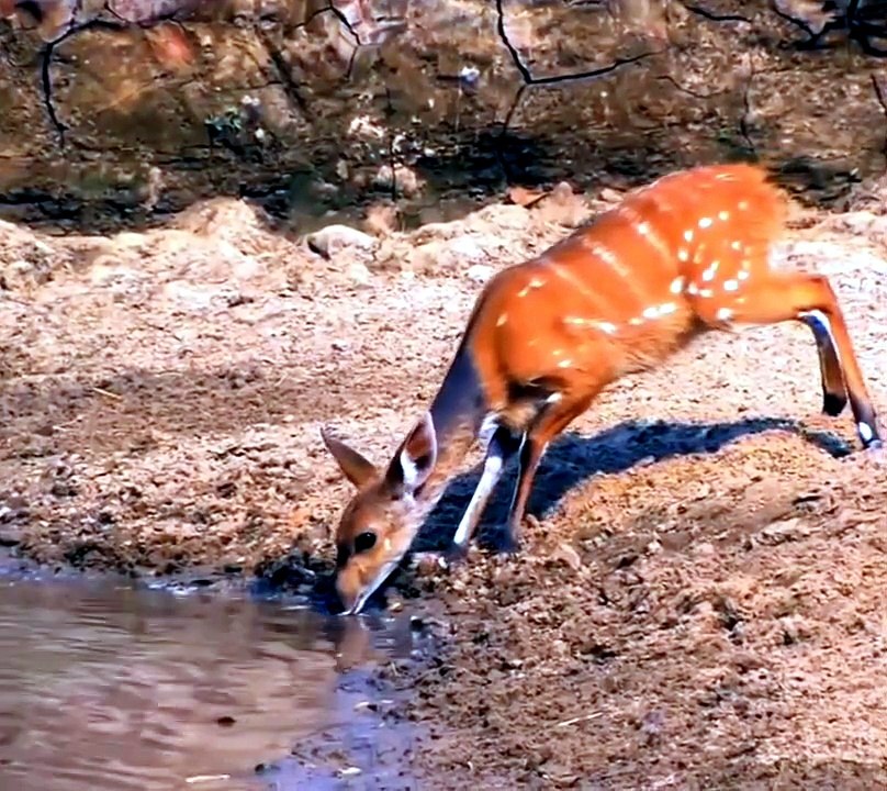 Buck Almost Gets Eaten By A Crocodile