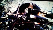 Lo scoiattolo curioso "finisce" nella fototrappola a Salso Video