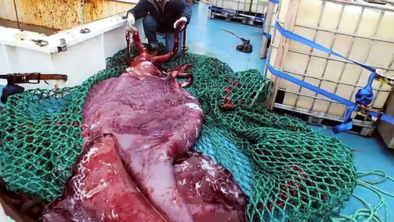 Why Are Deep Sea Creatures Evolving Into Giants