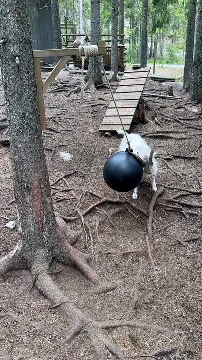 Un bouc malin s’invente un jeu de balle au zoo de Järvzoo