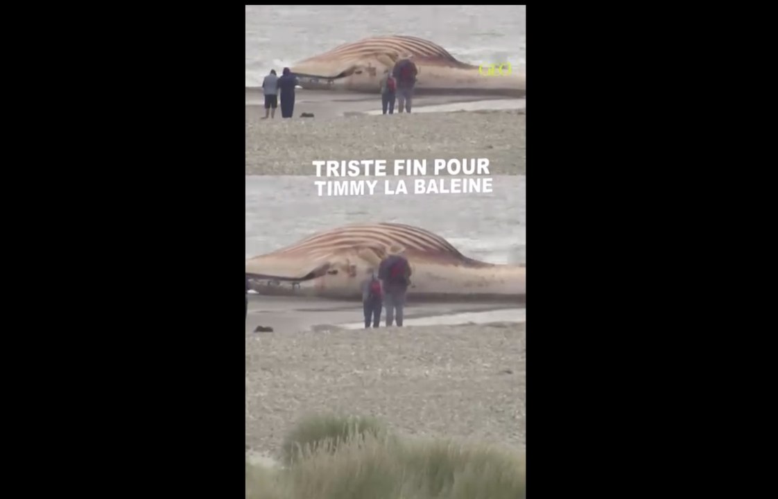 La carcasse de la baleine "Timmy" acheminée vers le rivage d'une île danoise