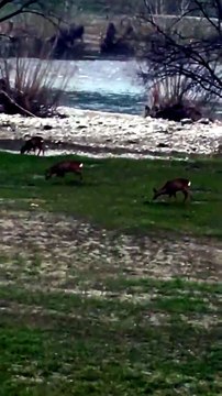 Caprioli nel greto della Parma