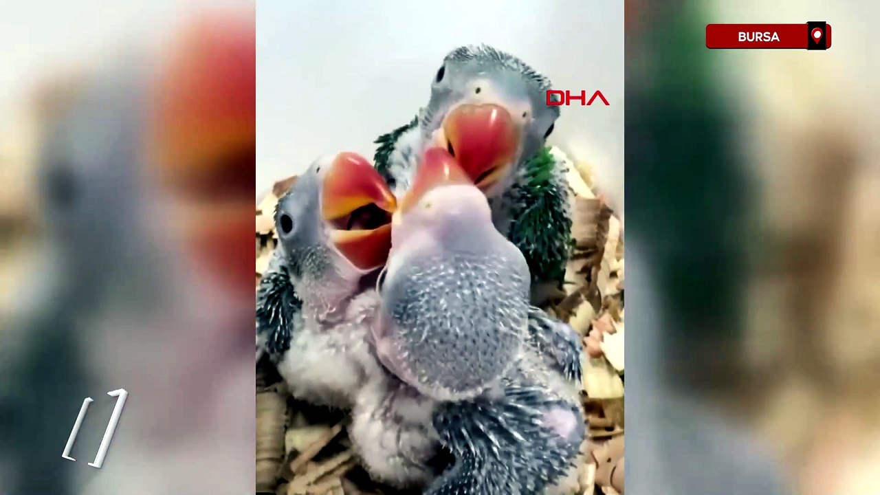 Bursa'da yasa dışı satılmak istenen 3 yavru İsk...