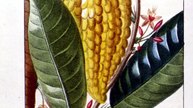 The Food That Built America Season 7 Episode 5