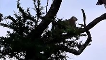 Intense and Funny Wildlife Encounter Monkey Fights Giant Eagle in Tree