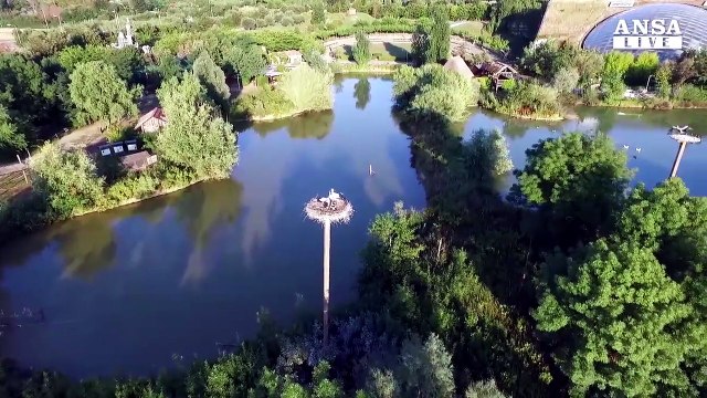 Nascono 5 cicognini al Parco Oltremare di Riccione